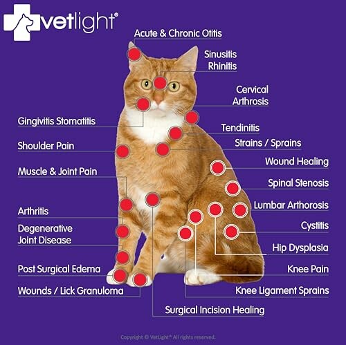 Diagram of a cat with labeled health conditions such as arthritis, sinusitis, and wound healing.