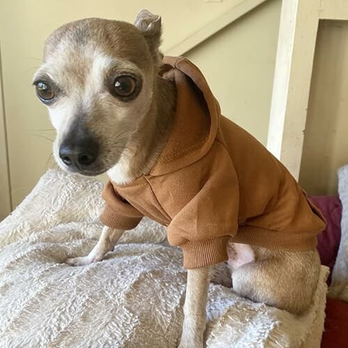 Chihuahua wearing a brown hoodie on a blanket