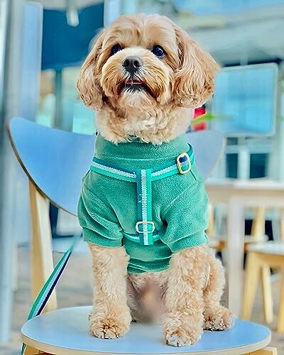 Dog wearing a green sweater sitting on a chair.