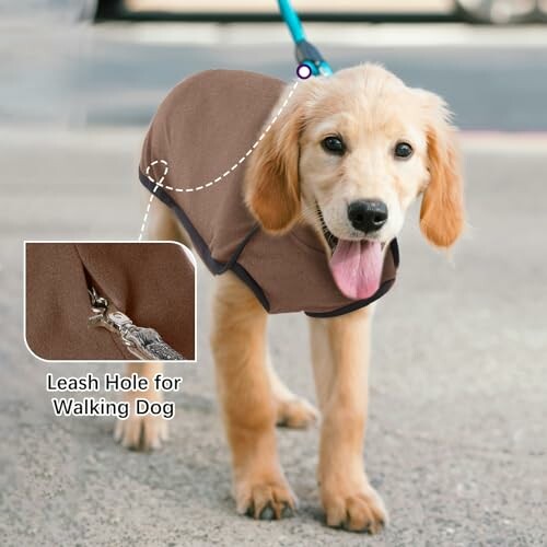 Golden retriever puppy wearing a brown coat with a leash hole.