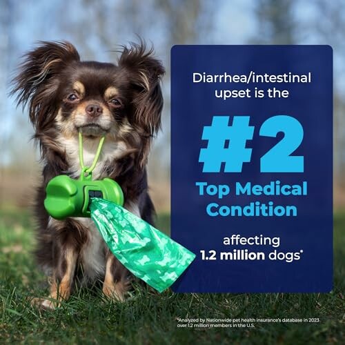 Small dog with poop bag dispenser, text on medical condition affecting dogs.