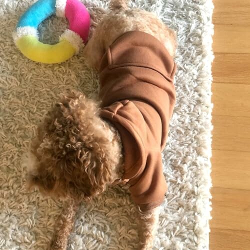 Dog in brown sweater lying on a rug with a colorful toy.