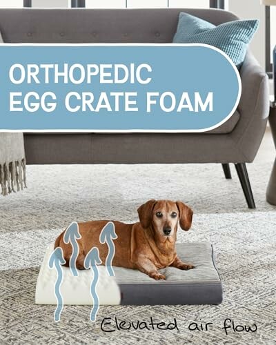 Dog lying on orthopedic egg crate foam bed.