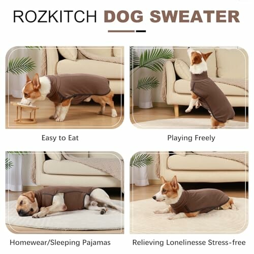 Dogs wearing brown sweaters in various activities: eating, playing, lounging.