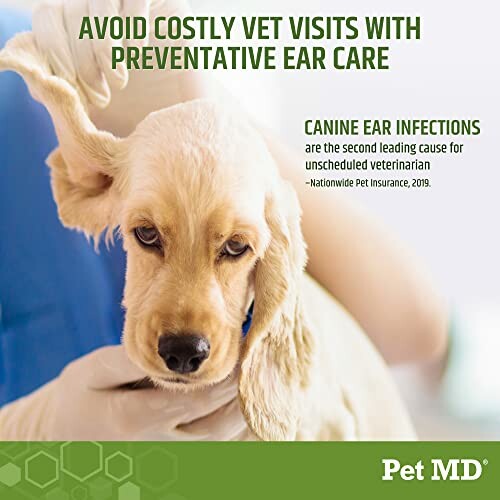 Dog receiving ear care at vet with text about canine ear infections.