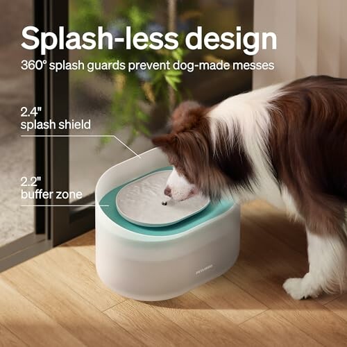 Dog using splash-less water bowl with splash shield and buffer zone.