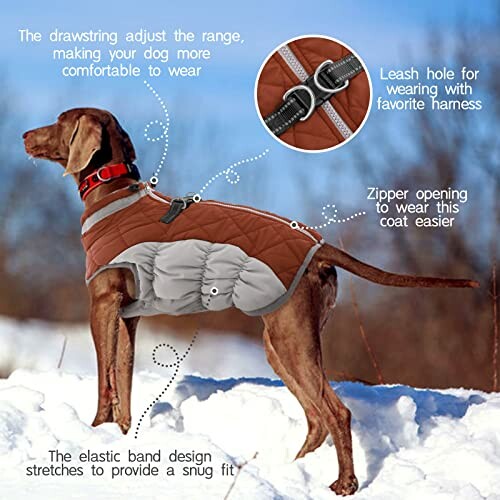 Dog wearing a winter coat with adjustable drawstring, leash hole, and zipper.