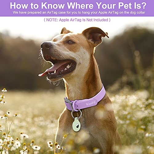 Dog wearing a collar with an AirTag case in a field.