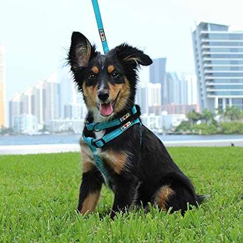 Happy dog on a leash sitting on grass with a city skyline in the background.