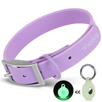 Purple dog collar with glow-in-the-dark tag.