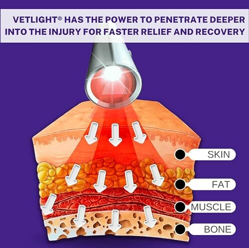 Diagram showing Vetlight penetrating skin, fat, muscle, and bone for relief.